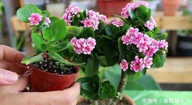 香蕉皮|香蕉皮别扔,加勺子“粉末”泡一泡,就是养根“万能肥”