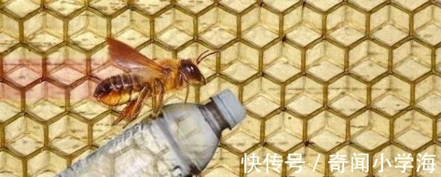 24个冷知识:生物老师看完直呼不可思议,但却真实存在的有趣知识。