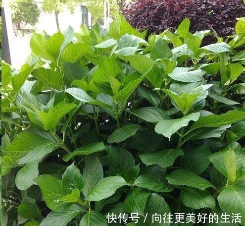 秋季|到了8月底,养绣球花抓住“3个”重点,枝条多、明年花朵密