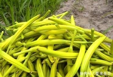 東風(fēng)菜|有的野菜農(nóng)村人都不喜歡吃，但都有很多的功效