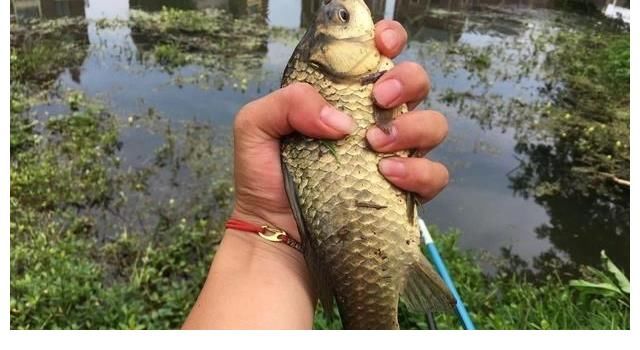 新手如何快速钓到鱼？讲几句实话，保证比你烧钱买装备有用！