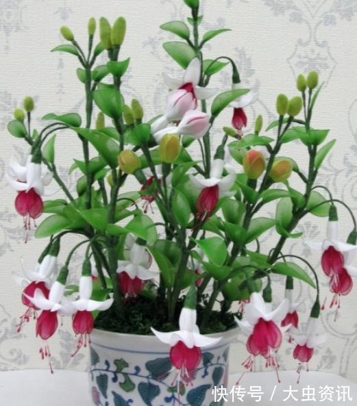 阳台养什么花?4种小盆栽真不错,开旺了满阳台爬