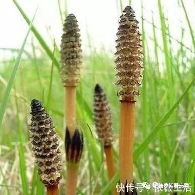 告诫|告诫大家：“三甜”伤肝，尽量少吃，“三苦”养肝，最好多吃！