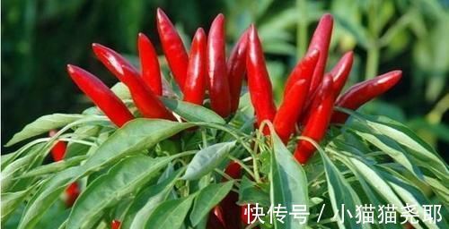 凉性|患了前列腺炎,要对4种食物说“不”!医生提醒:2个方法可缓解