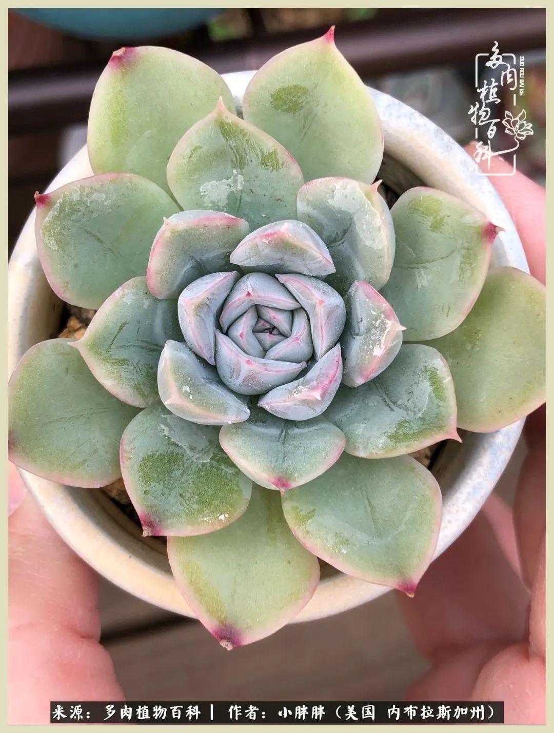百科|这多肉对比图太上头了！小白鄙视链奋斗记之咸菜干也有春天！