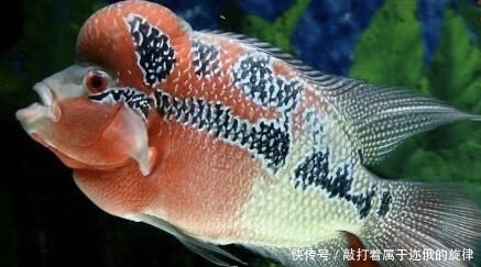 罗汉鱼的生活习性 快资讯 罗汉鱼的生活习性 快资讯