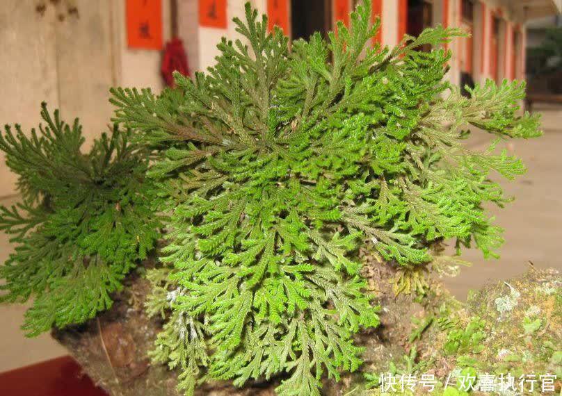 太阳花|养花，若连这3款都栽不活就别养了，毕竟将它们丢土里就行