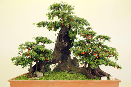 别再为浇水发愁了,给你支招“10多10少”浇水法,比啥方法多管用