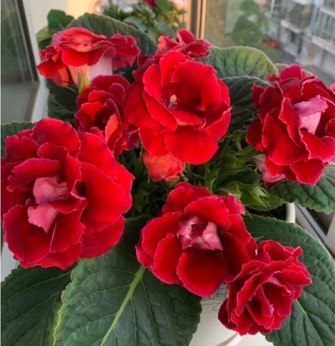 阳台养花，不妨养这4款植物，花开美观又大气，花色艳丽灿烂无双