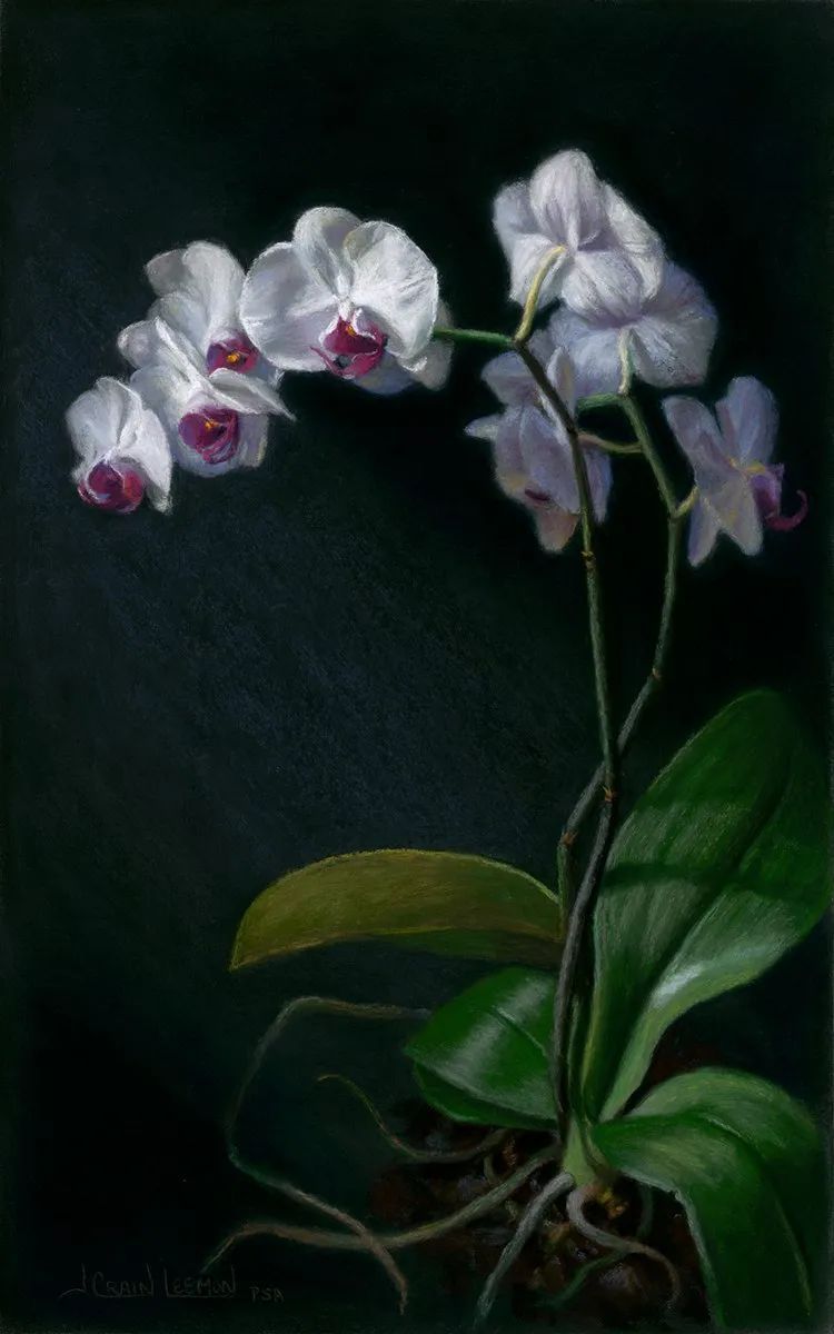 花卉|这位美国女艺术家笔下的花卉,魅力色彩,栩栩如生!