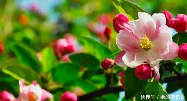 5种本木花卉,随便在家养一盆,瞬间提升档次