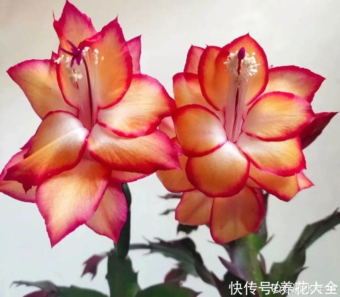 冬天好养的花，皮实不娇气，颜值高上档次，咋养都开花