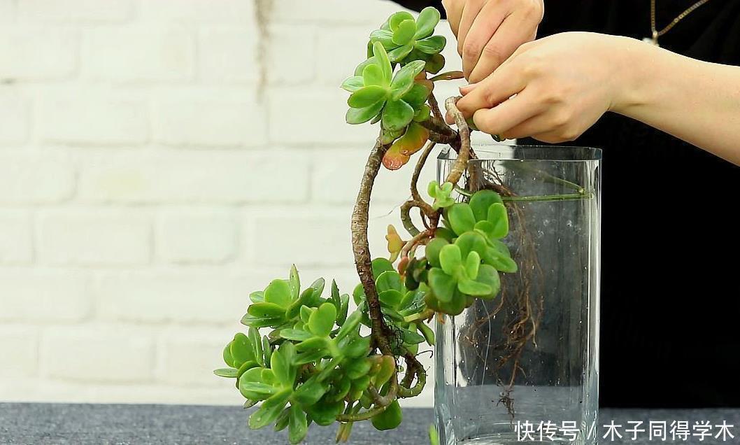 天热多肉难活?聪明人一到夏季就扔水里,养1个月胖得不成样