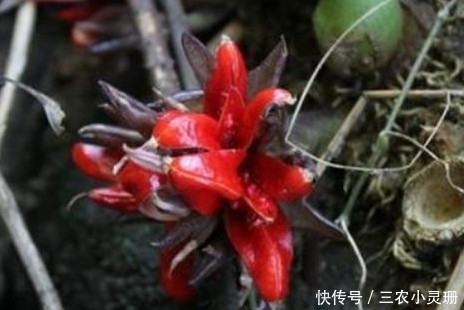 橢圓形|農村山間野草陽荷，祛風止痛、清腫解毒、止咳平喘、化積健胃