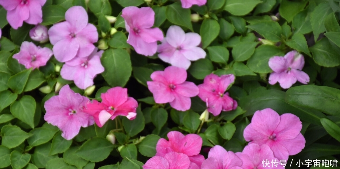 冬天最容易养的六种花,现在正开花,花大又艳,邻居串门直夸好看