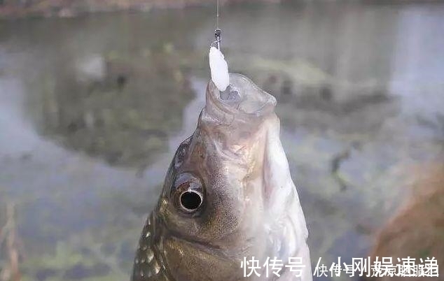 小鱼|剩米饭钓鱼老是钓不到、钓不好，这几个细节没做到，当然效果不行