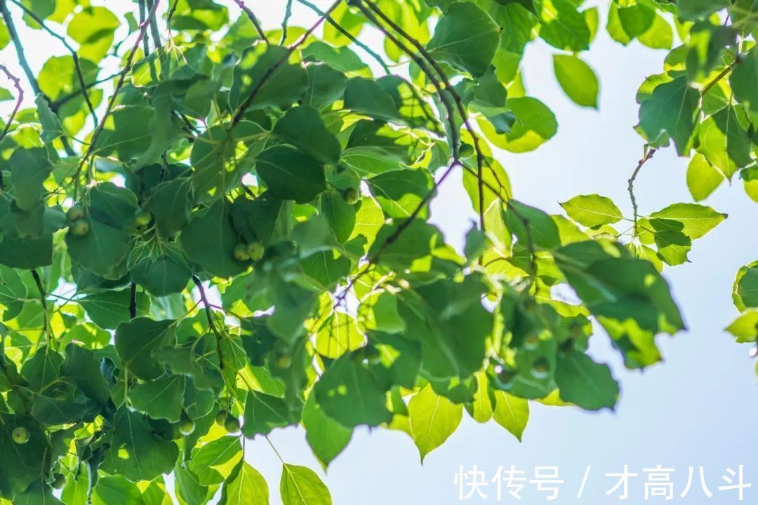 答王十二寒夜独酌有怀！古人藏在诗词里的浪漫，流转千年，再续芳华