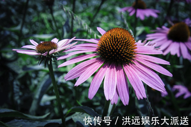 颜色|夏天养什么菊花不能少,颜色种类多,还可以治疗呼吸疾病的菊花