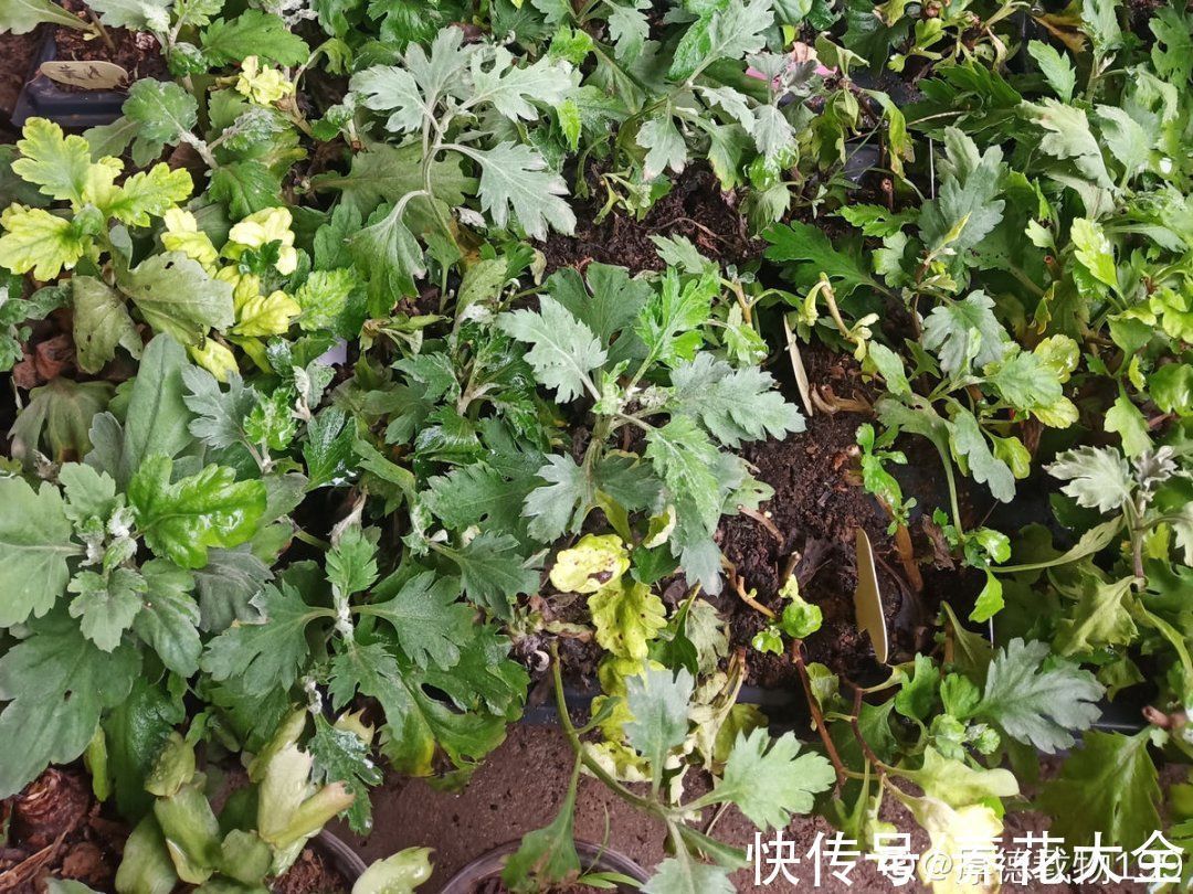 叶子|冬天扦插,最简单的方法学起来,这6种花都能生根