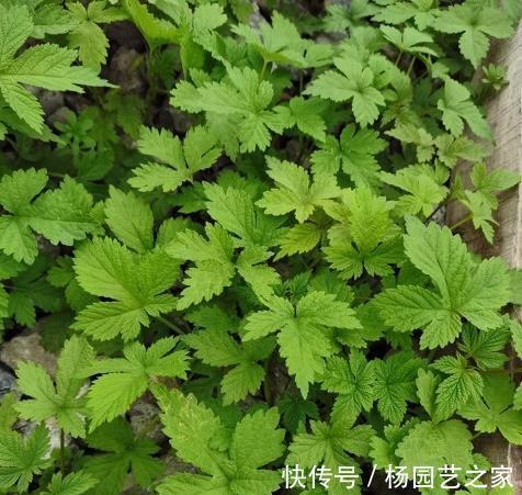 农村|农村随处可见的拉拉秧,不止身上长满了刺,这些用途你也要知晓