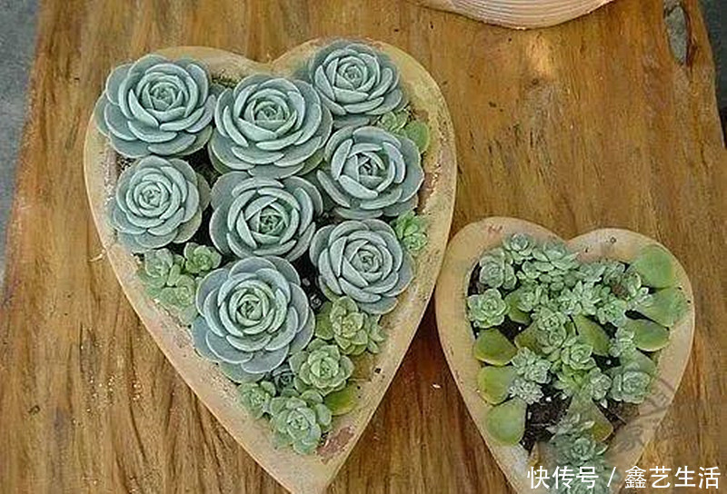 最全多肉养护法!十足干货!自己收藏就不用问别人啦!