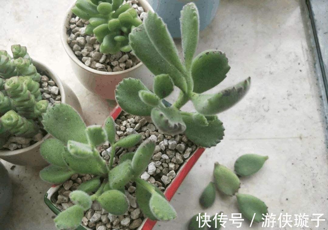 根系|7种大盆栽,冬天正“虚弱”,赶紧断水,多浇一杯水,灌死一大片