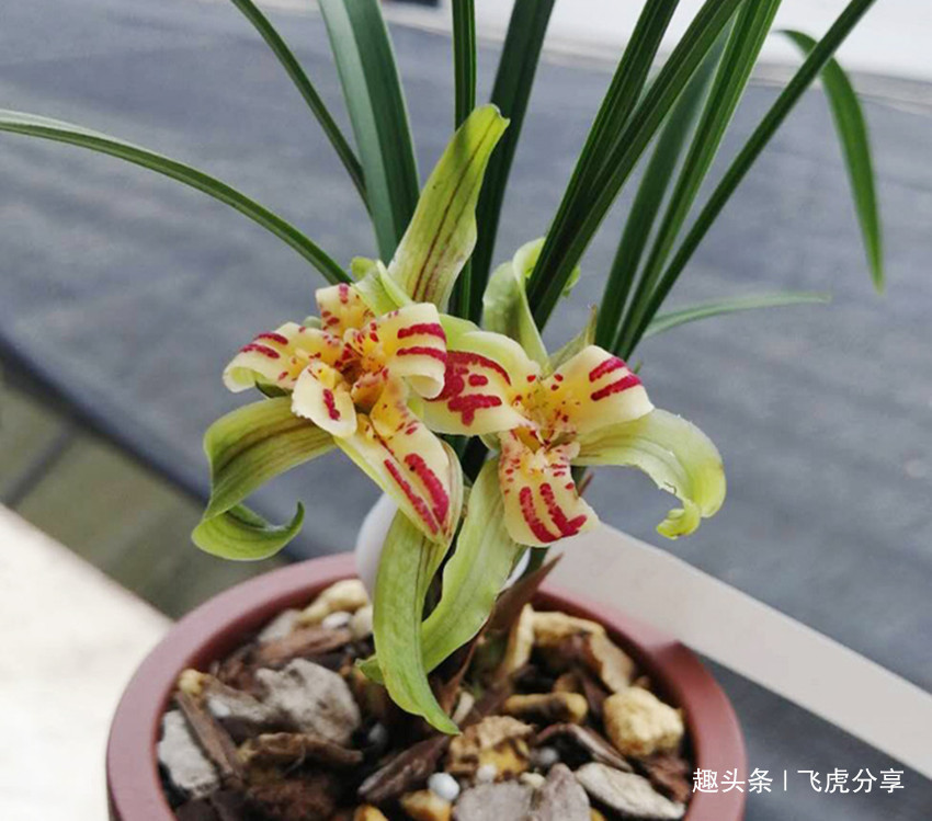 珍品|八种兰花中的奇花珍品,独特的株型,精巧的花朵,让人百看不厌