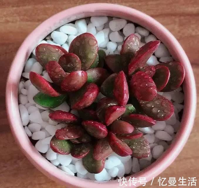 土壤|这几种多肉很漂亮,认识的人却不多,你认识几种呢?