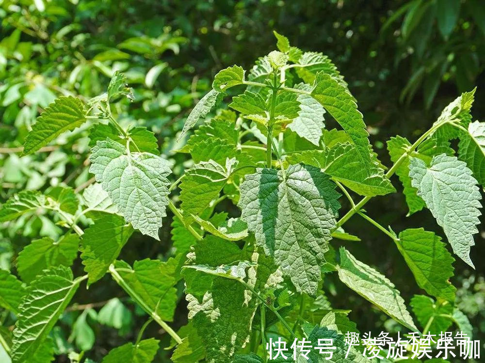 芳香味|农村这种野草比香水还香,含一片叶子能除口臭,还是极品高钙菜