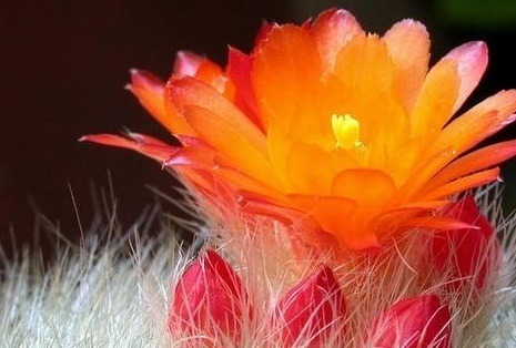 60岁的他,退休只养仙人球,10个品种,开花比月季还漂亮