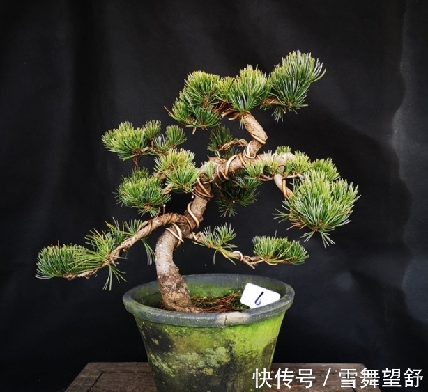 6种高端松树盆景，日本品种占一半，最后1个却是中国一级保护植物