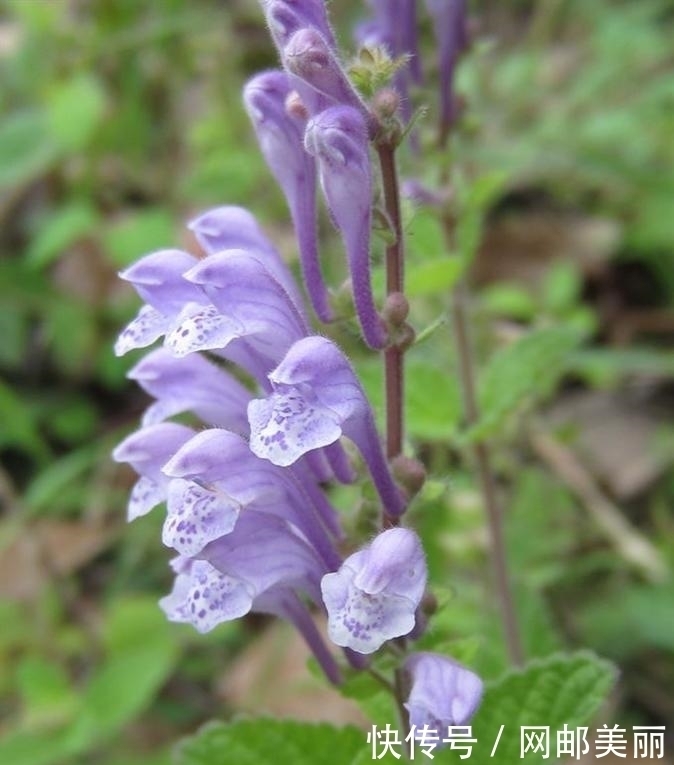 心血管|它是农村“救命草”，治心血管，清热解毒，祛毒健体，你认识吗