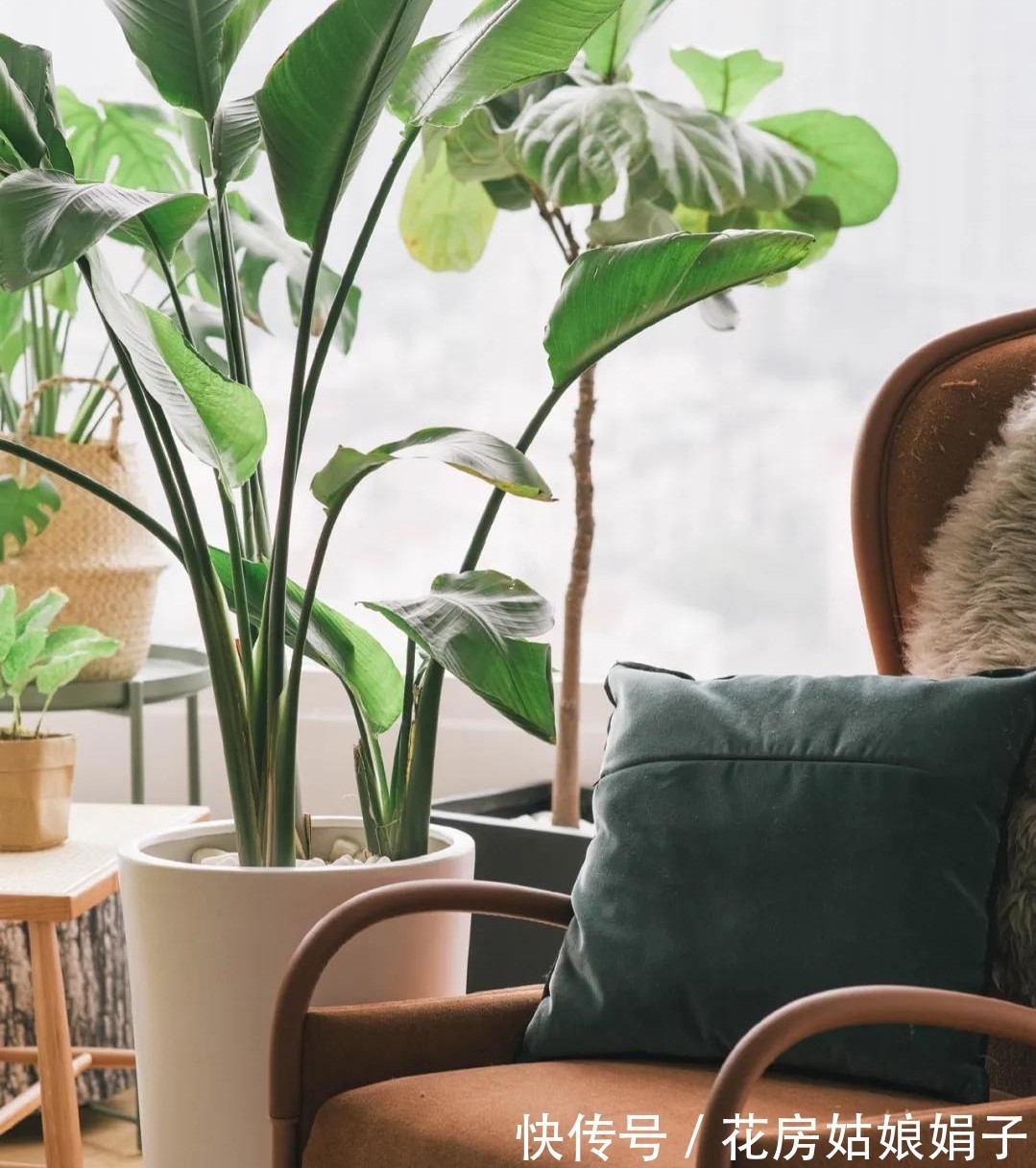橡皮树|8种观叶植物，耐阴耐旱好养活，30天不晒太阳不浇水，活的很好
