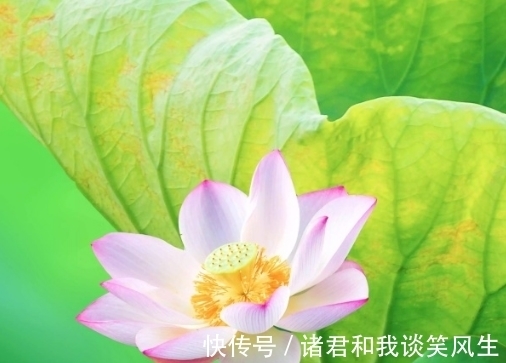 异性缘|进入7月，4属相桃花朵朵开，财源滚滚来，迎来幸福生活