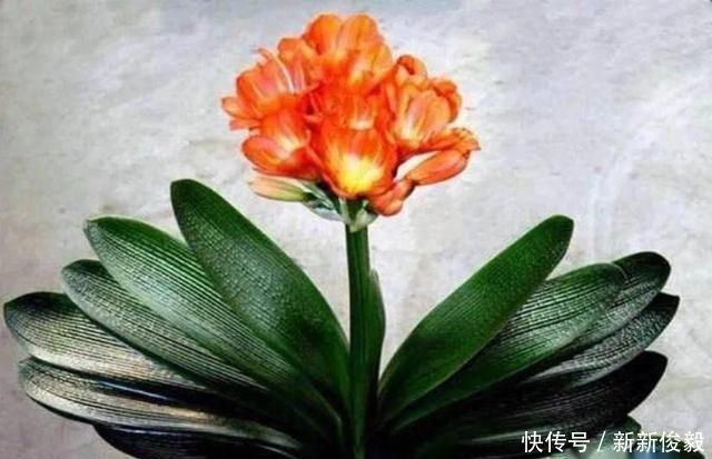 君子怀德,君子不器,君子中庸——论语中有关君子的语句