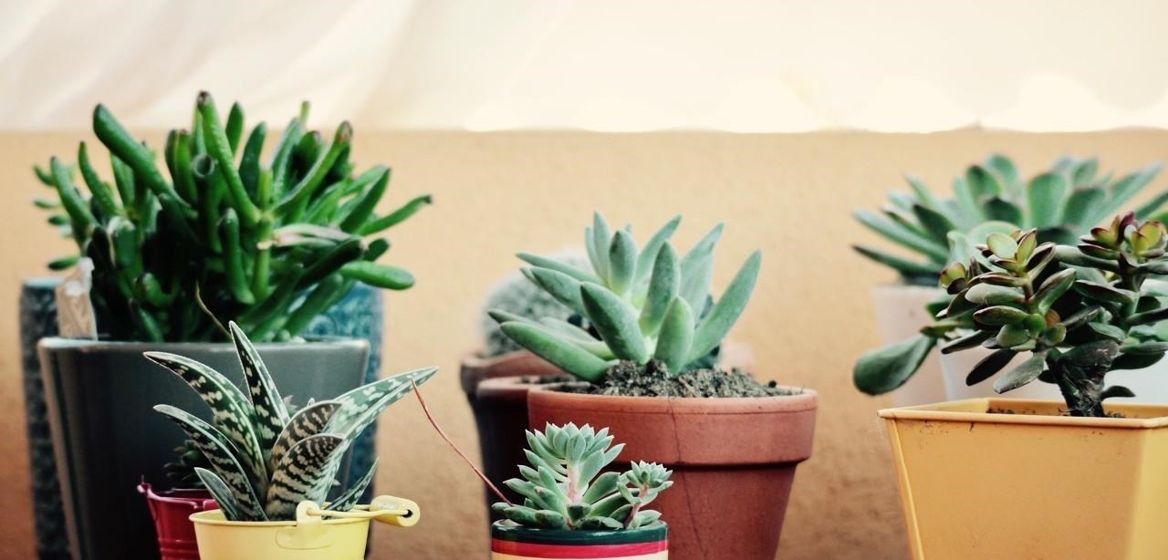 在多肉花盆上放一层石头,竟有这么大用处,涨知识了!