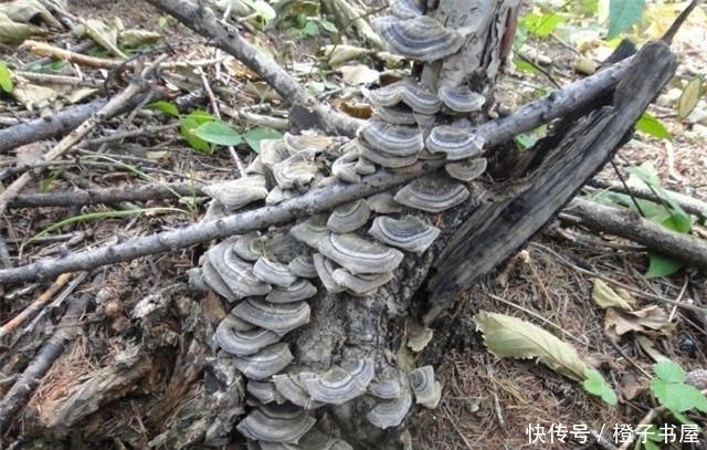 树上长的这个常被忽视 却是无毒的“天然蚊香”