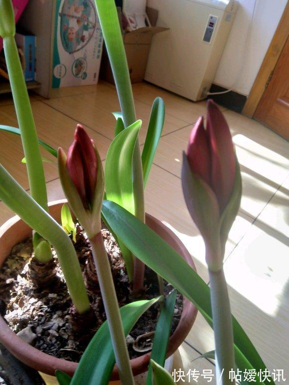 光照|春天养这花,花大如碗,独特漂亮,开完后,简单处理后 能再开花