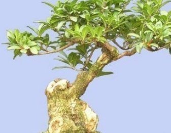 把“马齿苋树”养成了盆景”,长成了老桩,并且叶片四季常翠