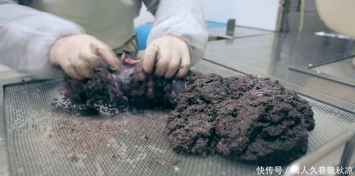 残忍|欧洲土豪最爱食物,制作过程非常残忍,最高一斤卖8万比黄金都贵