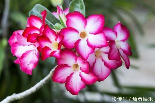 家里|新手养花,就在家里养一盆,养出小花园的花卉,美丽精致!