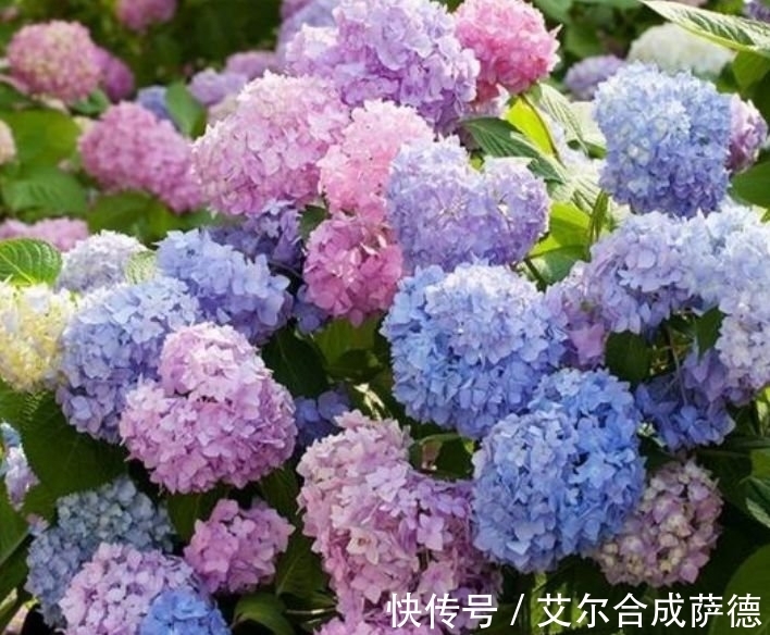 4种花全年都开花,养在阳台特合适,浇水就疯长,开花爆盆很容易