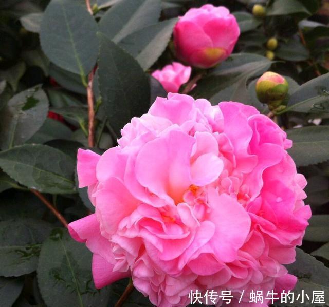 客厅|2种树养客厅，年后枝头开花，花期长达2个月，太漂亮