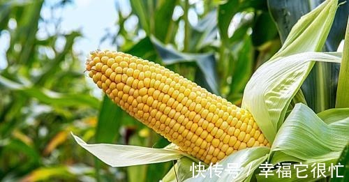 水煮|水煮玉米时, 很多人都用错了“水”, 难怪煮出来的玉米又老又硬！