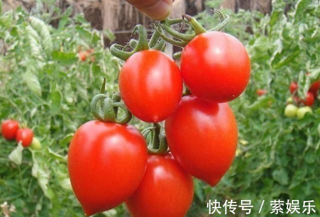 尿酸|此4物是痛风患者的救星,常吃尿酸不再扰,降酸效果杠杠的