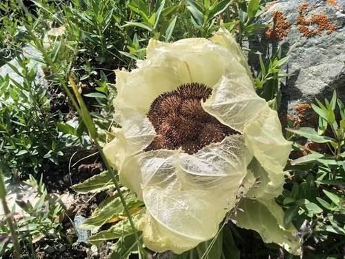 冰雪|高山流石滩，这里的花比任何地方都美丽