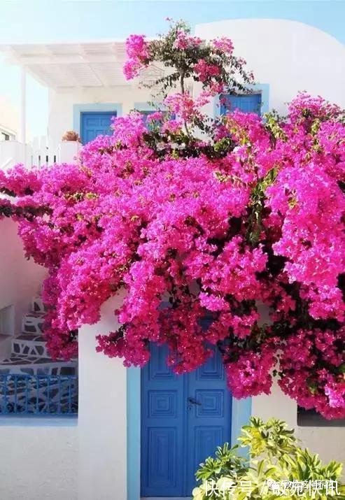 3种花太贵,别再买了,剪几个枝就能扦插几十盆!