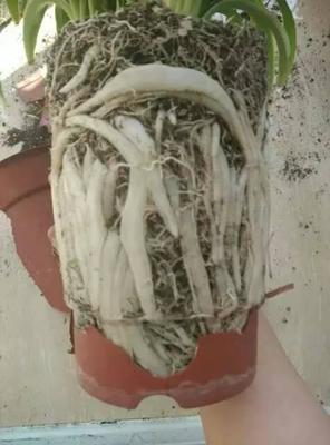 鸡蛋壳|4种“垃圾”家家都有，垫在花盆里，半年长出“白菜根”！