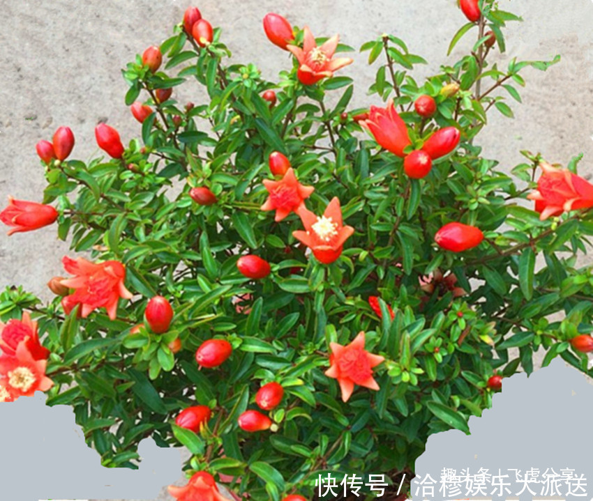 石榴|两种公主花全年开花不断，比月季好看，比吊兰好养，沾土就活