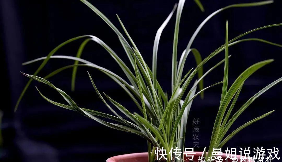 兰花叶尖常有枯黄焦黑，有没有实用的技巧，轻松就解决问题？